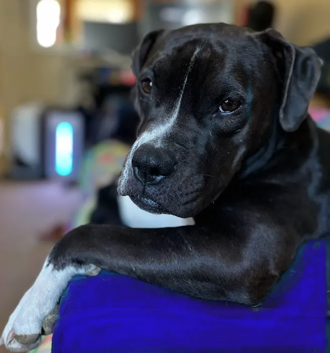 Westwood Animal Hospital 12