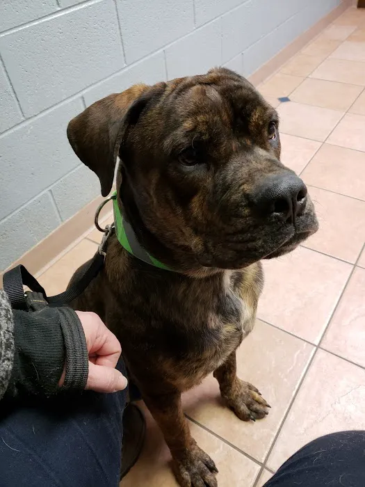Westwood Animal Hospital 12