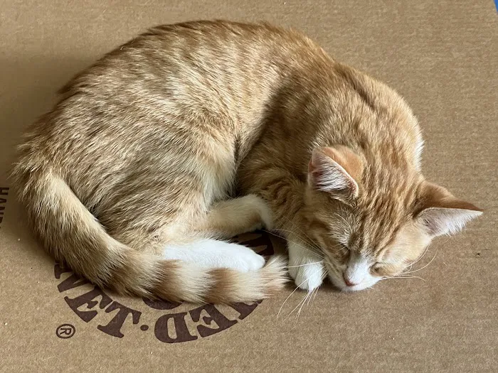 Westwood Animal Hospital 12