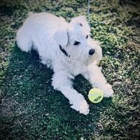 Banfield Pet Hospital ico