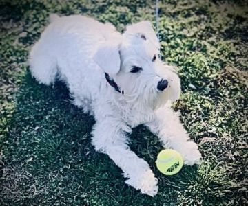 Banfield Pet Hospital