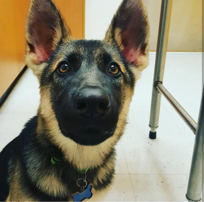 Banfield Pet Hospital 10