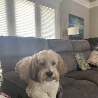 Bryan Animal Clinic ico