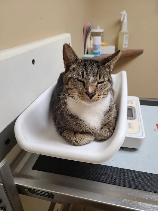 Morgan Animal Hospital 5