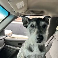 Pearson Animal Hospital ico