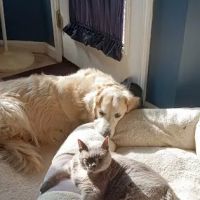 Hartselle Animal Clinic PC ico