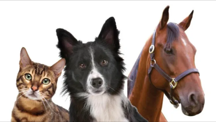 Deming Veterinary Services 6