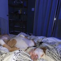 My Animal Hospital ico