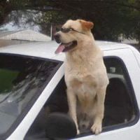 Plantation Veterinary Clinic ico