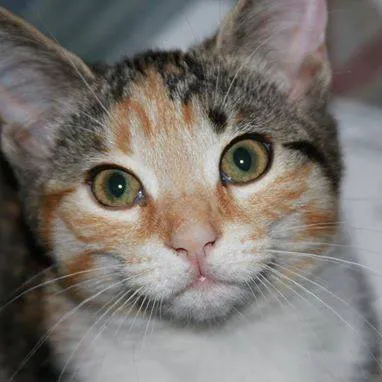 Mill Creek Veterinary Center 12