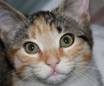 Mill Creek Veterinary Center