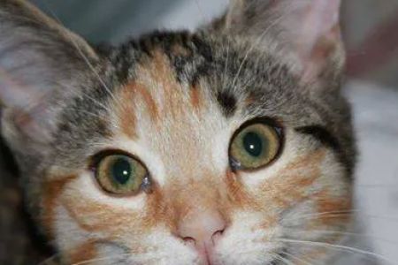 Mill Creek Veterinary Center