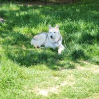 Green River Veterinary Services ico