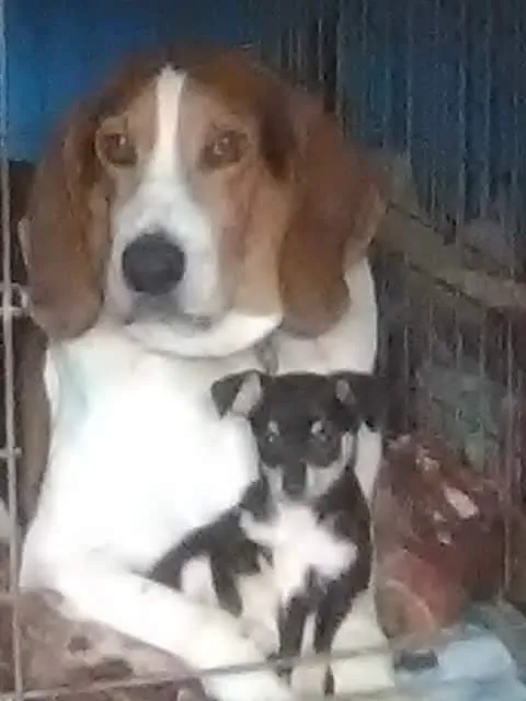 Crossroads Animal Clinic 12