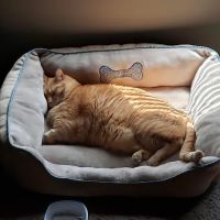 Thomas and England Veterinary Services ico