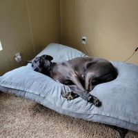 Pet Calls Wellness Clinic ico