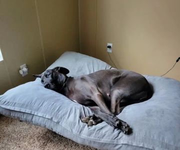 Pet Calls Wellness Clinic