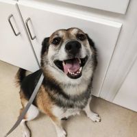 Family Pet Hospital ico