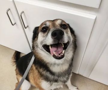 Family Pet Hospital