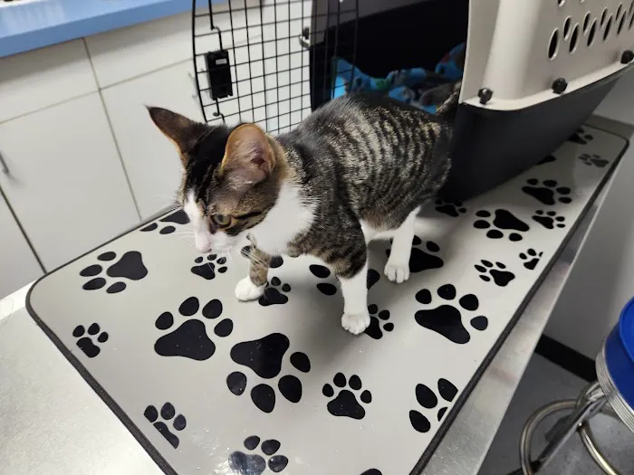 Kingston Springs Animal Hospital 7
