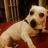 Kingston Springs Animal Hospital ico