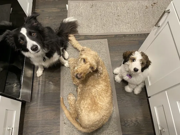 Kingston Springs Animal Hospital 2