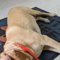 White Bluff Animal Clinic ico