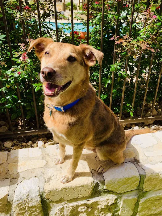 Vista Vet - Animal Hospital & Pet Lodge 7