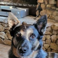 Vista Vet - Animal Hospital & Pet Lodge ico
