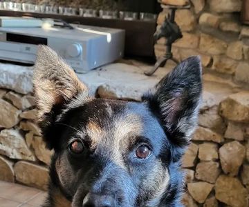 Vista Vet - Animal Hospital & Pet Lodge