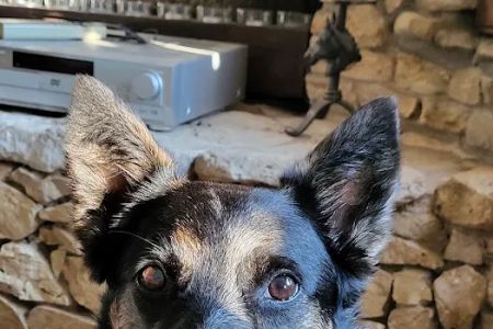 Vista Vet - Animal Hospital & Pet Lodge