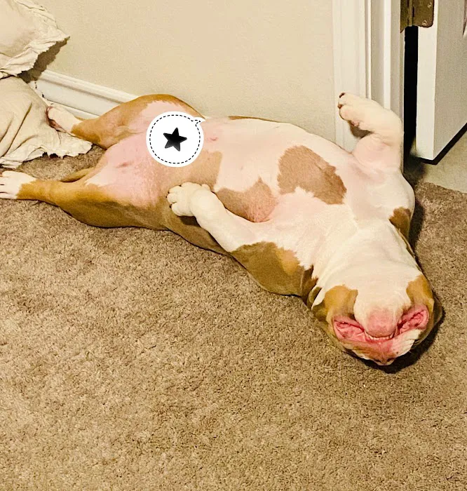 PetSmart Veterinary Services - North Round Rock 2