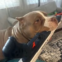 PetSmart Veterinary Services - North Round Rock ico