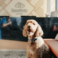 GoodVets East Austin ico