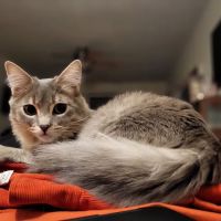 Pet Specialists of Austin ico