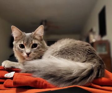 Pet Specialists of Austin