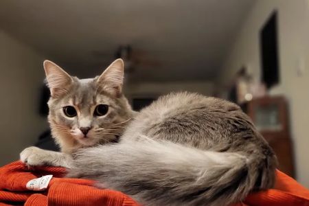 Pet Specialists of Austin