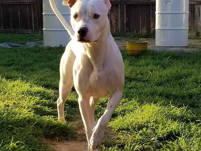 Pet Specialists of Austin 12