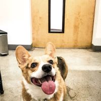 PAZ Veterinary South ico