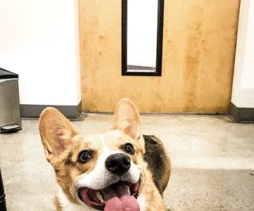 PAZ Veterinary South