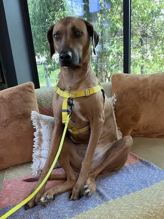 PAZ Veterinary South 9