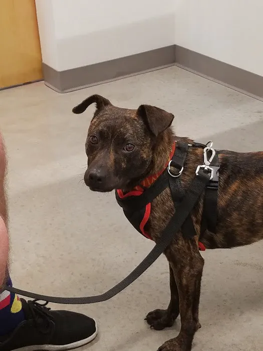 PAZ Veterinary South 7