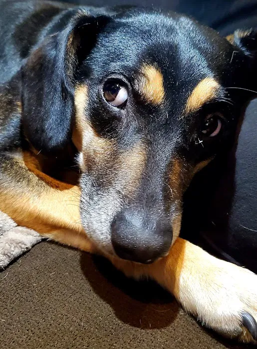 PAZ Veterinary South 6
