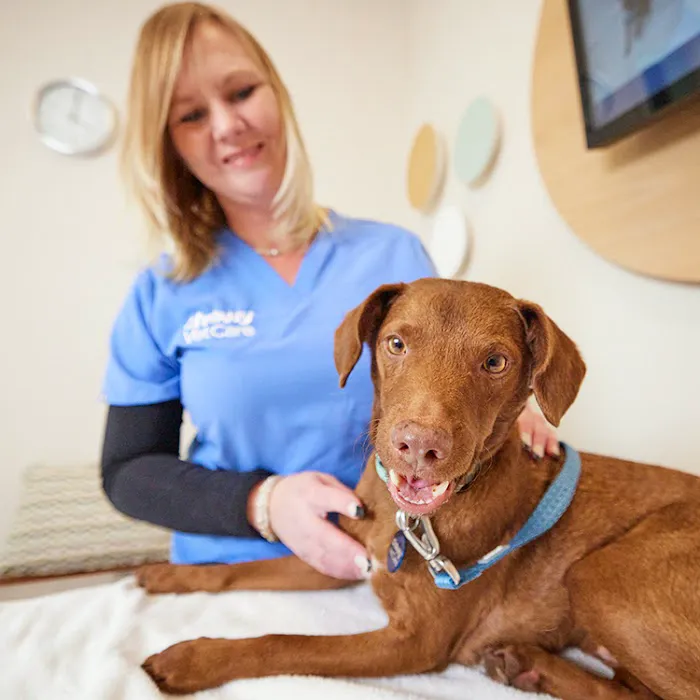 Chewy Vet Care The Triangle 12
