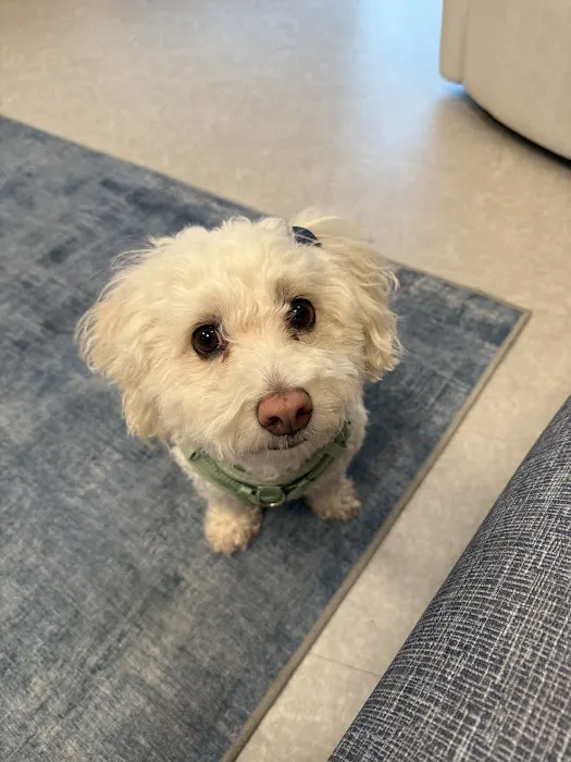 Chewy Vet Care The Triangle 12