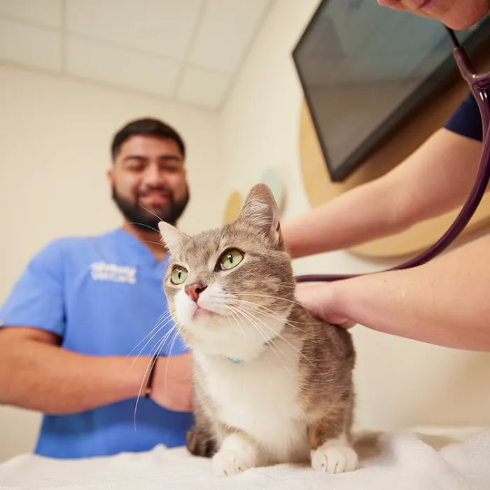 Chewy Vet Care The Triangle 12