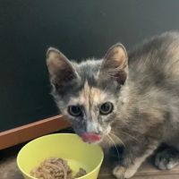 Vetco Total Care Animal Hospital ico