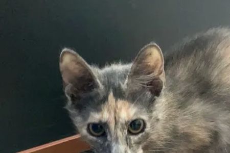 Vetco Total Care Animal Hospital