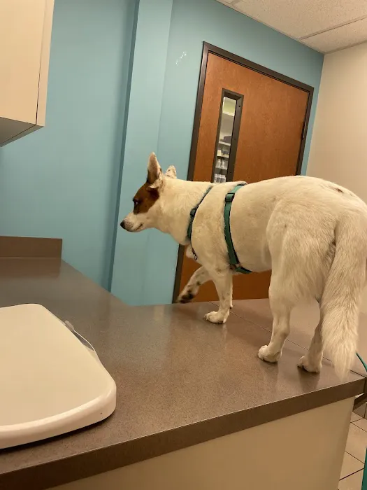 Austin Vet Hospital 12