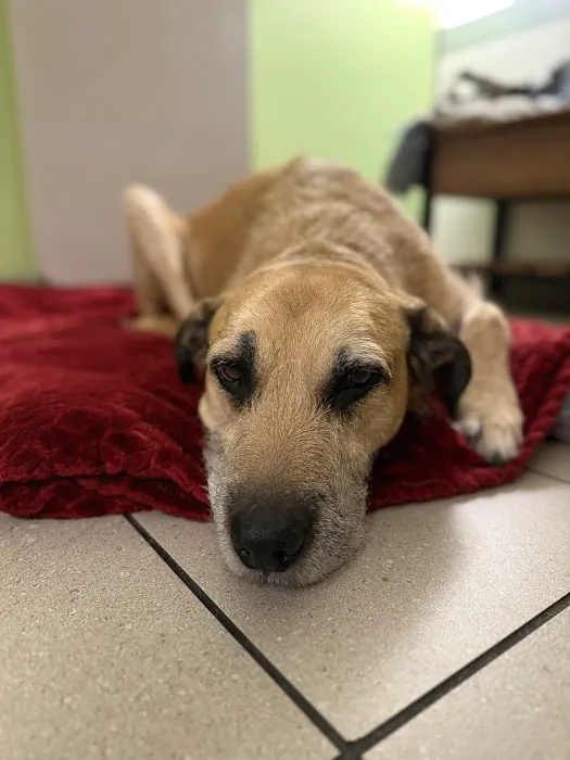 Austin Vet Hospital 12
